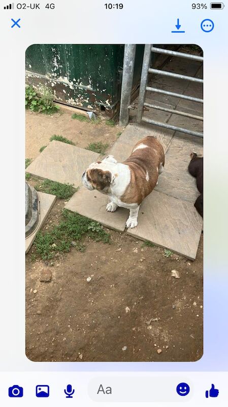English Bulldog puppies for sale in Norwich, Norfolk – 3 years old - Image 2 of 2
