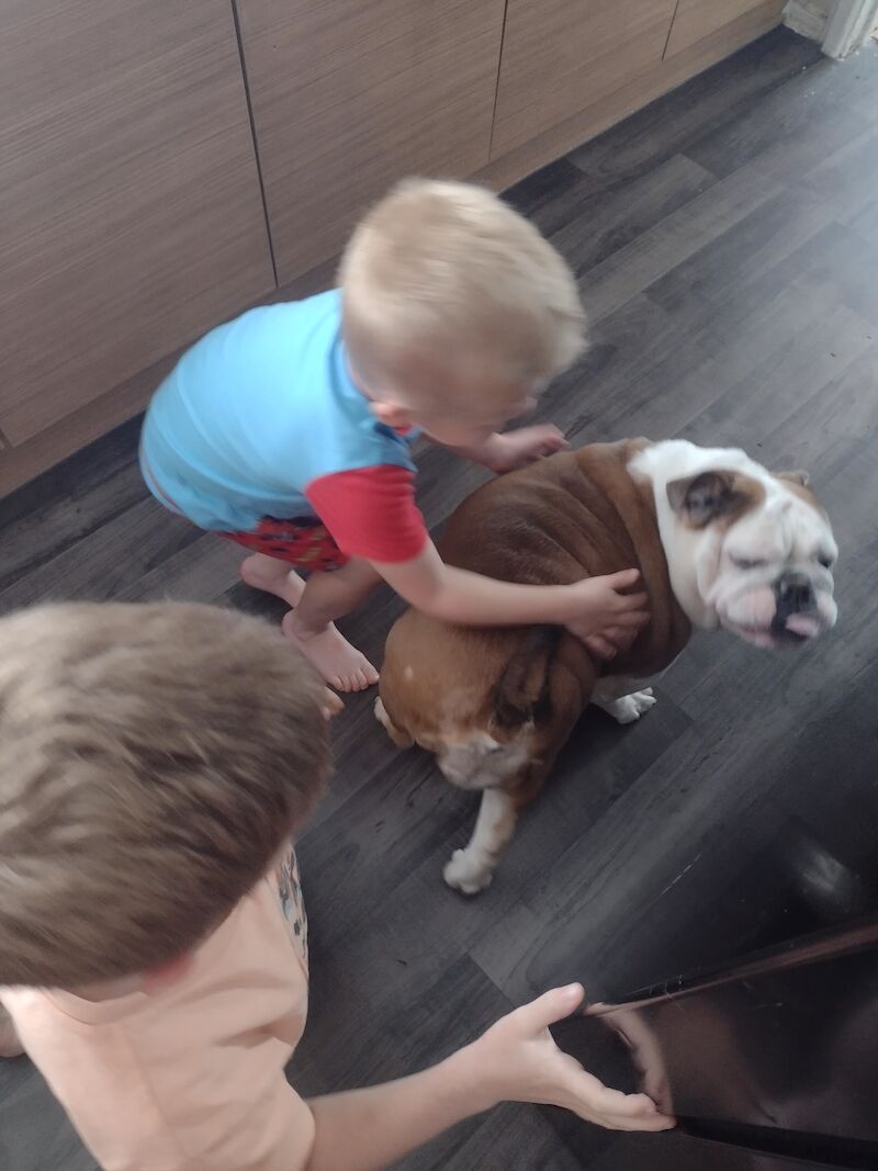 KC registered British bulldog for sale in Hawkhurst, Kent | Image 2