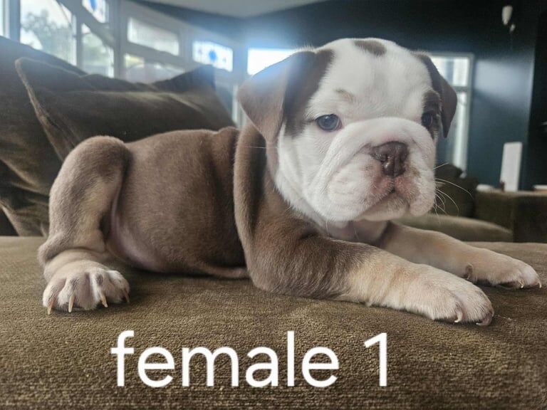 English Bulldog puppies for sale in Plymouth, Devon – KC registered, 6 weeks old