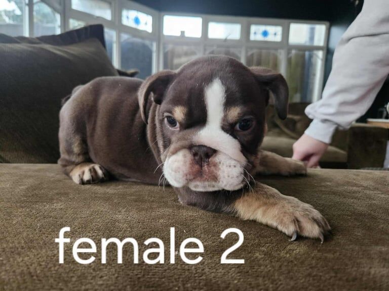 English Bulldog puppies for sale in Plymouth, Devon – KC registered, 12 weeks old - Image 2 of 4