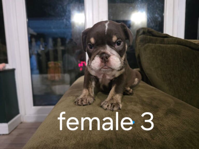 English Bulldog puppies for sale in Plymouth, Devon – KC registered, 12 weeks old - Image 3 of 4