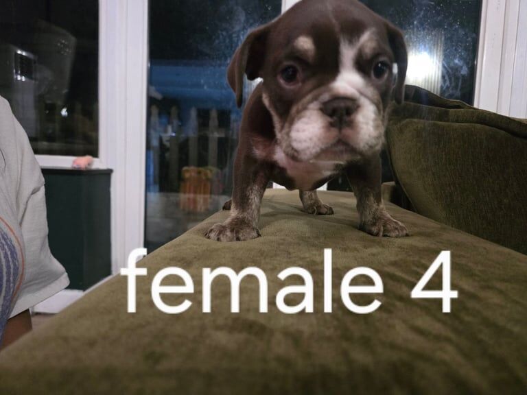 English Bulldog puppies for sale in Plymouth, Devon – KC registered, 12 weeks old - Image 4 of 4