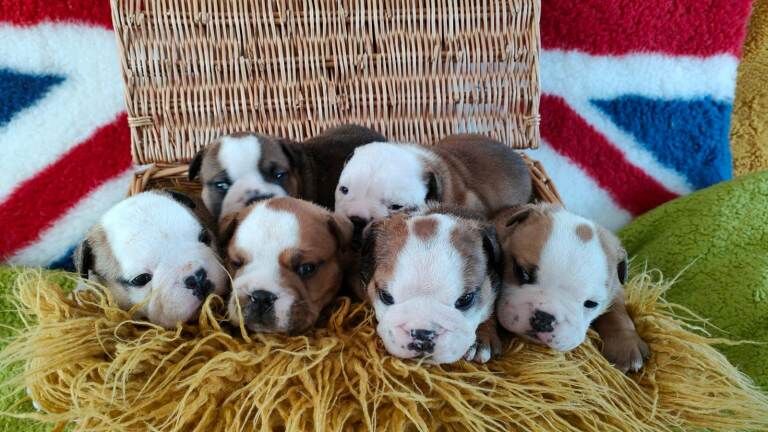 Bulldog Puppies For Sale