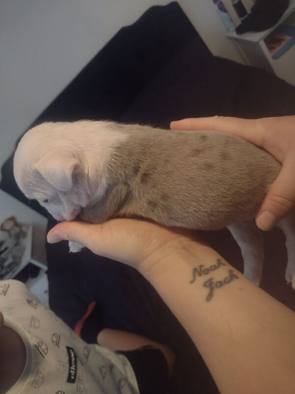 English Bulldog puppies for sale in Hawkhurst, Kent – KC registered, 3 weeks old