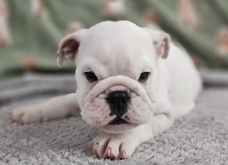 English Bulldog puppies for sale in Cheadle, Greater Manchester – KC registered, 8 weeks old