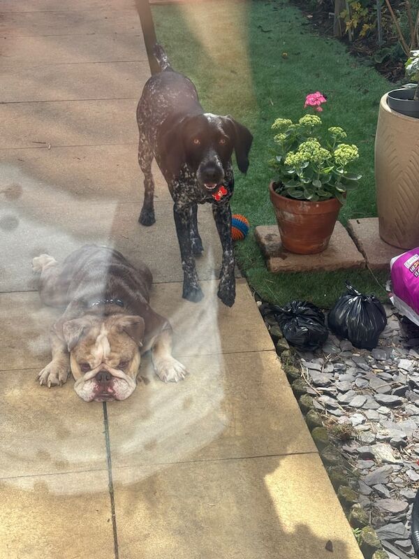 English Bulldog puppies for sale in Stowmarket, Suffolk – 3 years old