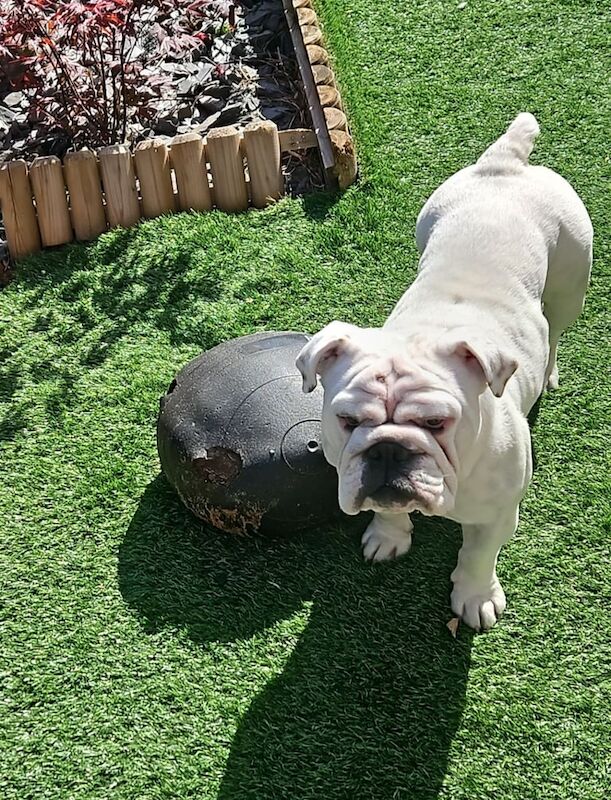 English Bulldog puppies for sale in Loughborough, Leicestershire – KC registered, 3 years old