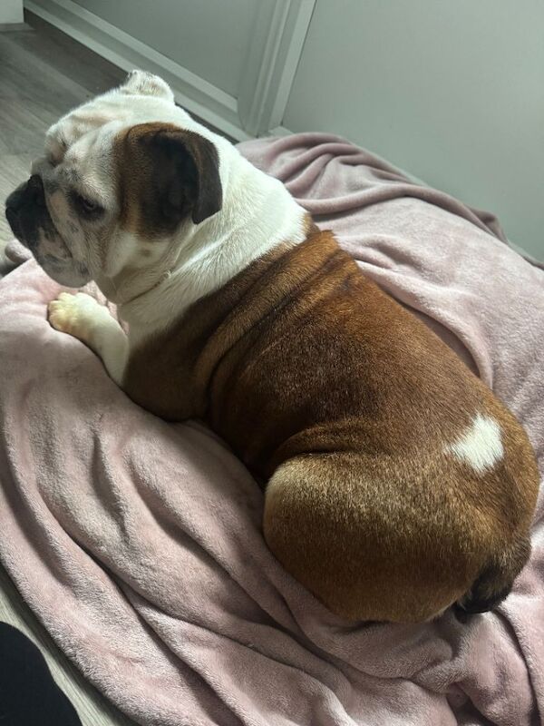 English Bulldog puppies for sale in Fareham, Hampshire – KC registered, 2 years old