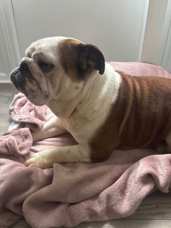 English Bulldog puppies for sale in Fareham, Hampshire – KC registered, 2 years old - Image 2 of 4