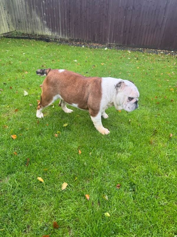English Bulldog puppies for sale in Fareham, Hampshire – KC registered, 2 years old - Image 3 of 4