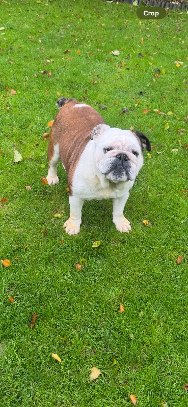 English Bulldog puppies for sale in Fareham, Hampshire – KC registered, 2 years old - Image 4 of 4