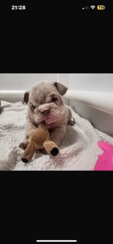KC registered English bulldog puppies for sale in Atherstone, Warwickshire