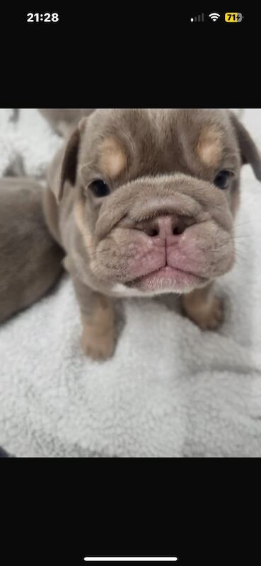 KC registered English bulldog puppies for sale in Atherstone, Warwickshire | Image 2