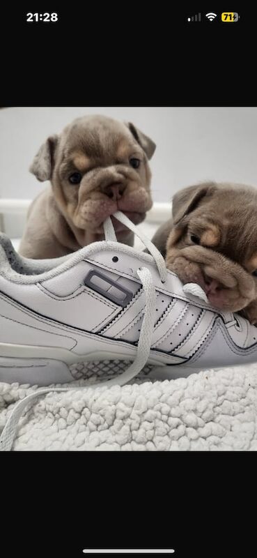 KC registered English bulldog puppies for sale in Atherstone, Warwickshire | Image 3
