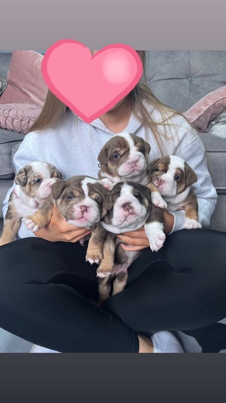 English Bulldog puppies for sale in Newcastle upon Tyne, Tyne and Wear – 3 weeks old