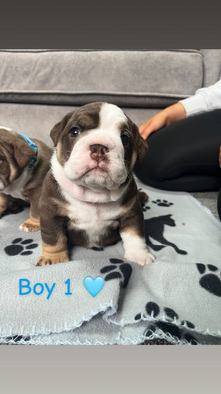 English Bulldog puppies for sale in Newcastle upon Tyne, Tyne and Wear – 3 weeks old - Image 2 of 5