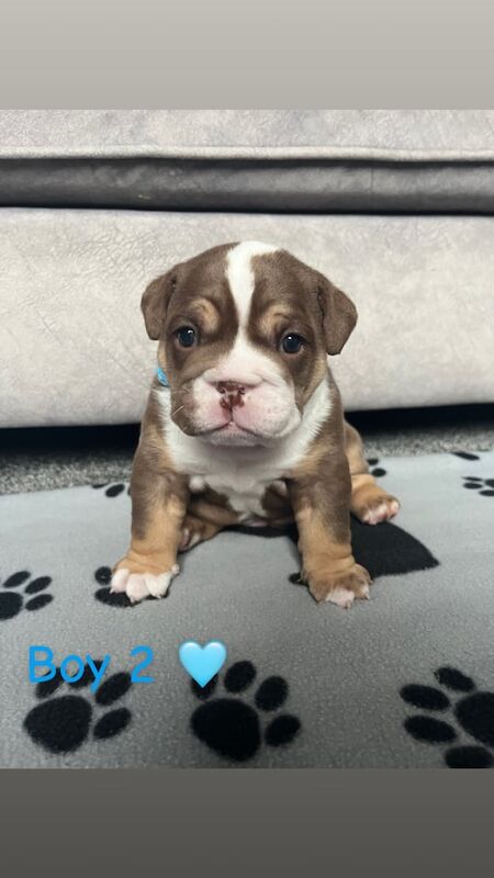 English Bulldog puppies for sale in Newcastle upon Tyne, Tyne and Wear – 3 weeks old - Image 3 of 5