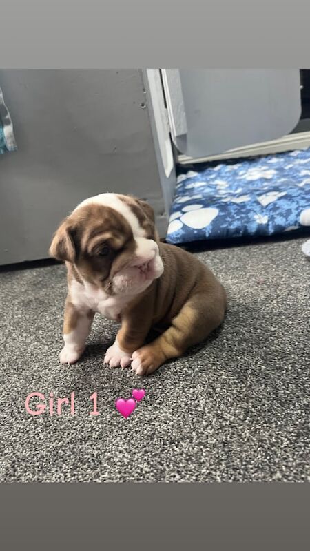 English Bulldog puppies for sale in Newcastle upon Tyne, Tyne and Wear – 3 weeks old - Image 4 of 5