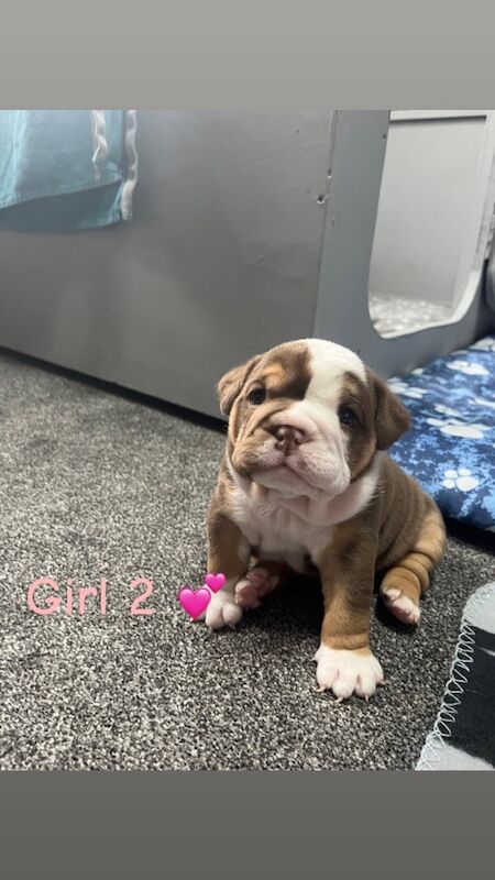 English Bulldog puppies for sale in Newcastle upon Tyne, Tyne and Wear – 3 weeks old - Image 5 of 5