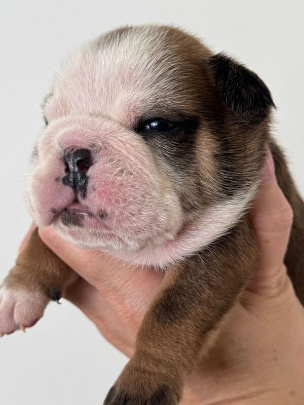 KC REGISTERED English Bulldog Puppies Red/White