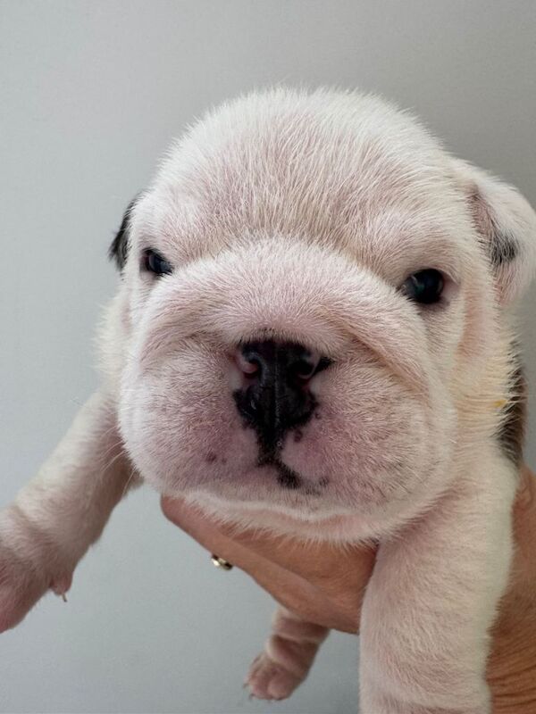 KC REGISTERED English Bulldog Puppies Red/White - Image 2 of 5
