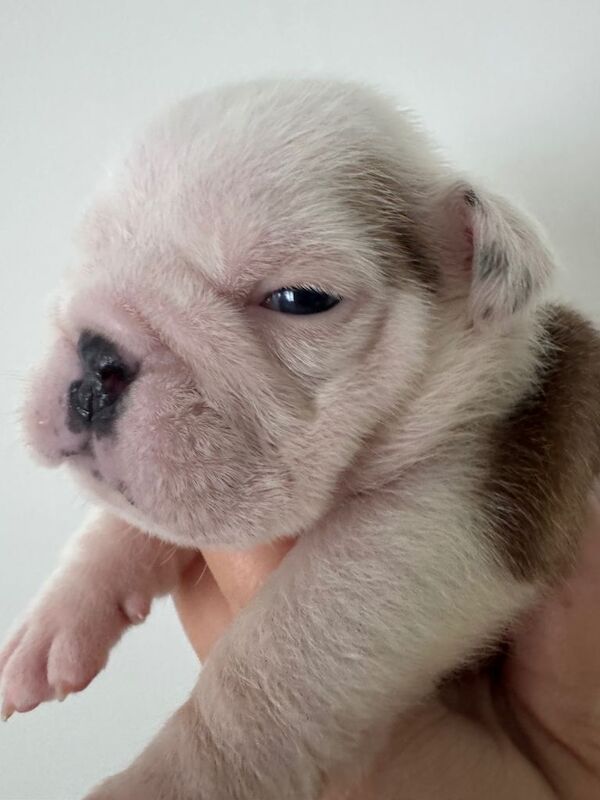 KC REGISTERED English Bulldog Puppies Red/White - Image 3 of 5