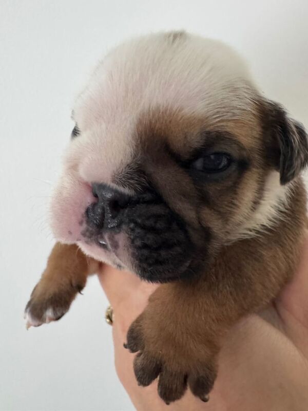 KC REGISTERED English Bulldog Puppies Red/White - Image 4 of 5