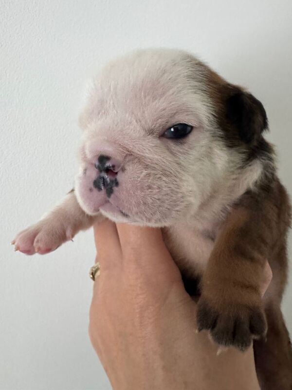 KC REGISTERED English Bulldog Puppies Red/White - Image 5 of 5