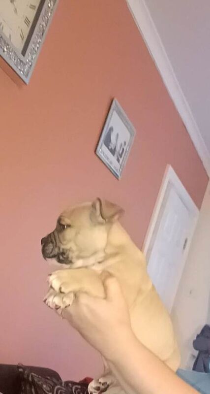 English Bulldog puppies for sale in Hartlepool, Durham – KC registered, 10 weeks old - Image 2 of 3