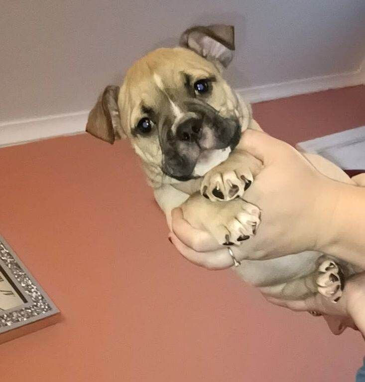 English Bulldog puppies for sale in Hartlepool, Durham – KC registered, 10 weeks old - Image 3 of 3