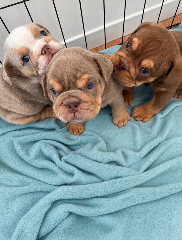 KC registered English Bulldogs on