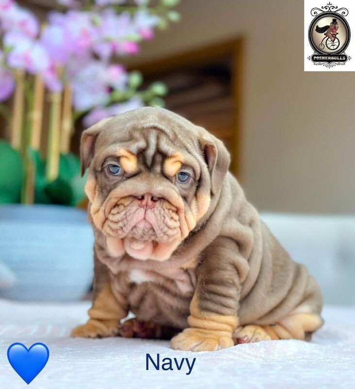 KC registered English Bulldogs. Ready to leave for sale in Port Talbot, West Glamorgan