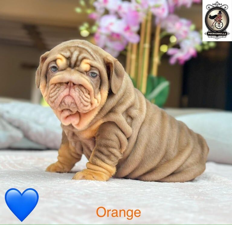 KC registered English Bulldogs. Ready to leave for sale in Port Talbot, West Glamorgan | Image 2