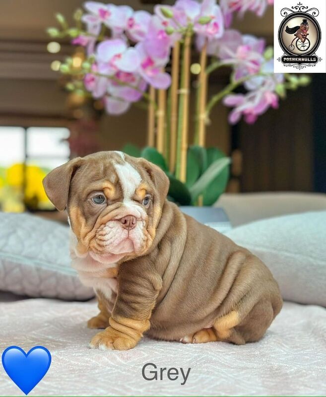 KC registered English Bulldogs. Ready to leave for sale in Port Talbot, West Glamorgan | Image 3