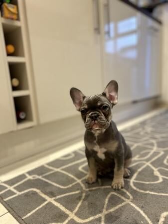 KC registered French bulldog puppies for sale in Manchester, Greater Manchester