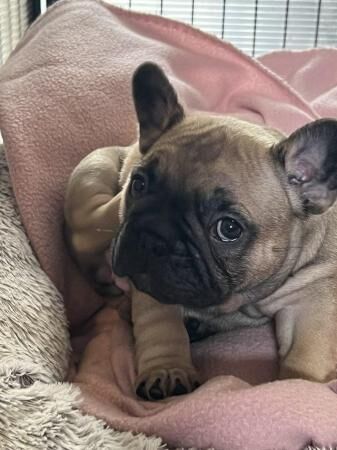 KC REGISTERED FRENCH BULLDOG PUPPIES FOR SALE in Swadlincote, Derbyshire