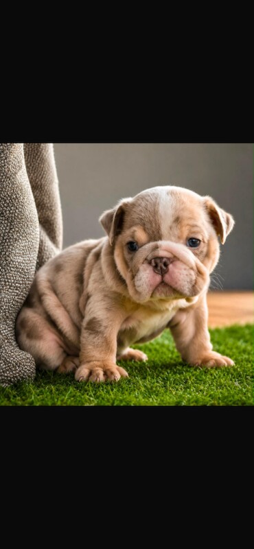 Kc top bloodline british bulldogs