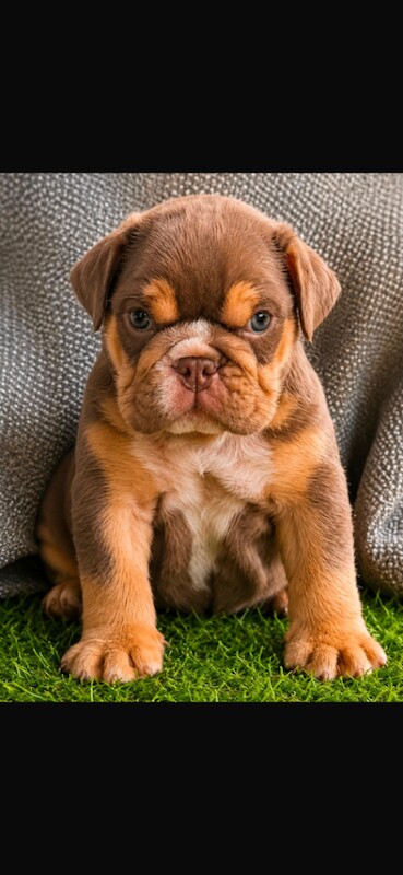 Kc top bloodline british bulldogs - Image 2 of 4