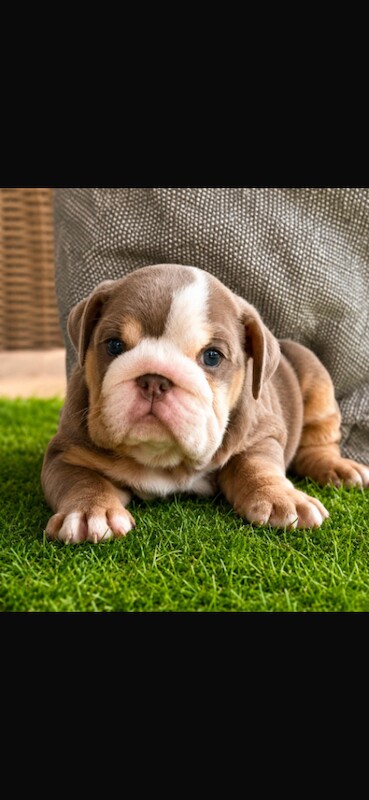 Kc top bloodline british bulldogs - Image 3 of 4