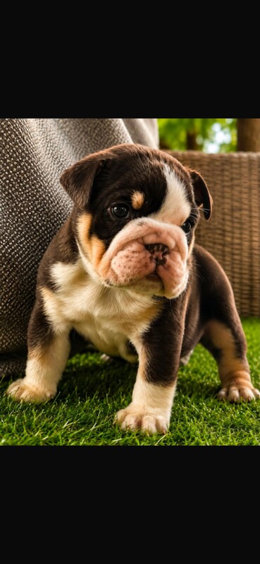 Kc top bloodline british bulldogs - Image 4 of 4
