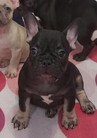 K.c.reg. French Bulldog puppy. for sale in Barrow upon Humber, Lincolnshire