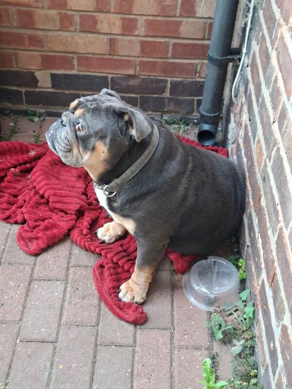 English Bulldog Puppies For Sale Under £1,000
