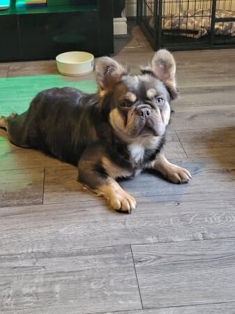 l kc registered fluffy/carrier French bulldog puppies for sale in Pontefract, West Yorkshire