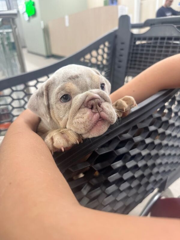 English Bulldog puppies for sale in London – 8 weeks old