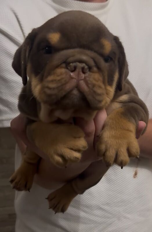 English Bulldog puppies for sale in London – 8 weeks old - Image 2 of 3