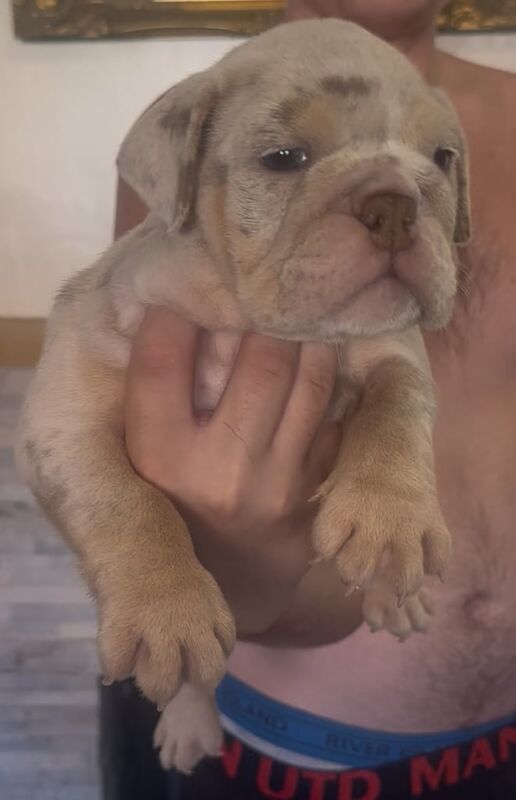 English Bulldog puppies for sale in London – 8 weeks old - Image 3 of 3