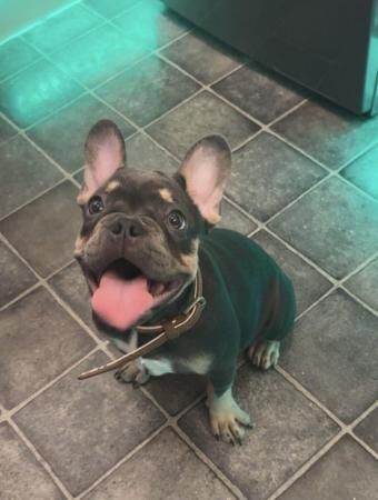 *Last Quality KC Reg French Bulldog Puppy* - READY TO GO! for sale in London