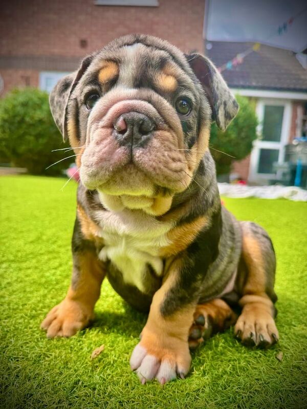 English Bulldog puppies for sale in Oakwood, Derbyshire – 9 weeks old