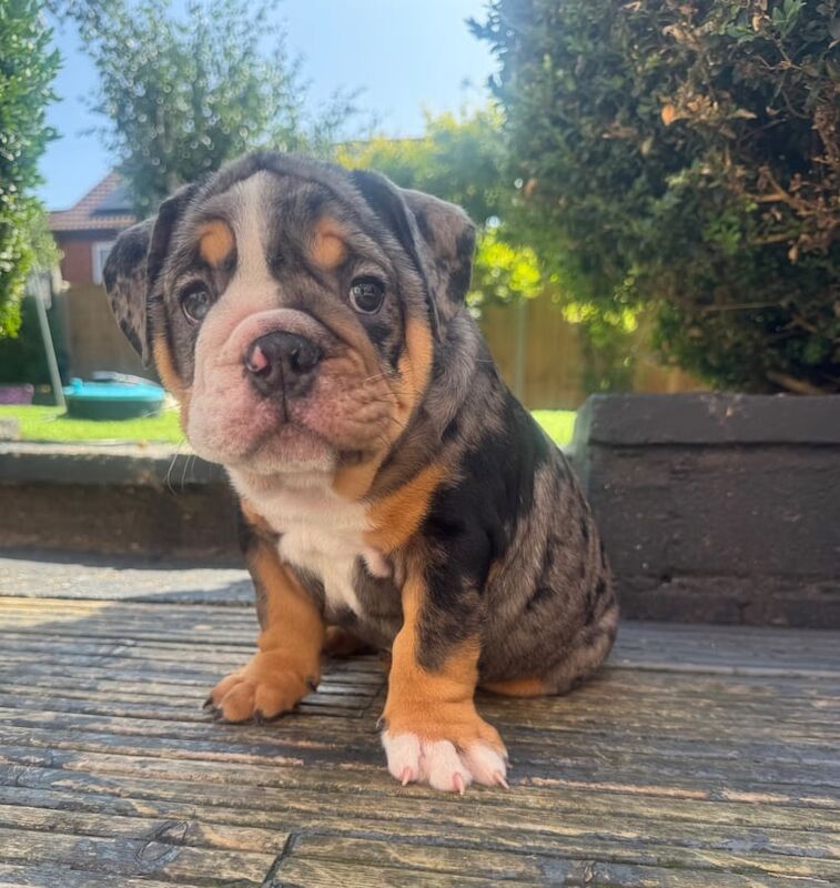 English Bulldog puppies for sale in Oakwood, Derbyshire – 9 weeks old - Image 3 of 3