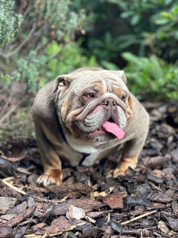 English Bulldog puppies for sale in Birmingham, West Midlands – 2 years old